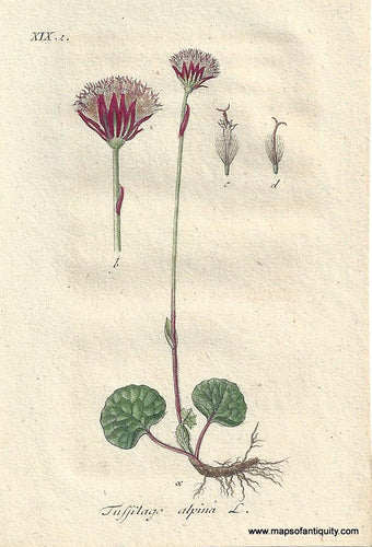 Genuine-Antique-Botanical-Print-Tussilago-aplina-alpine-coltsfoot--1806-Jacob-Sturm-Maps-Of-Antiquity