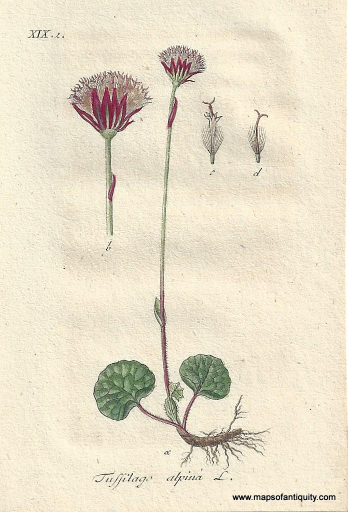 Genuine-Antique-Botanical-Print-Tussilago-aplina-alpine-coltsfoot--1806-Jacob-Sturm-Maps-Of-Antiquity
