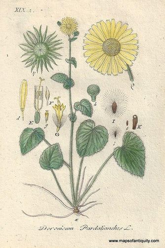 Genuine-Antique-Botanical-Print-Doronicum-pardalianches-Great-Leopard's-Bane--1806-Jacob-Sturm-Maps-Of-Antiquity