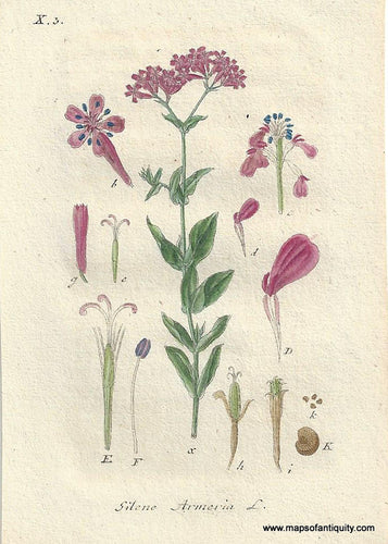 Genuine-Antique-Botanical-Print-Silene-armeria-Sweet-William-catchfly--1806-Jacob-Sturm-Maps-Of-Antiquity