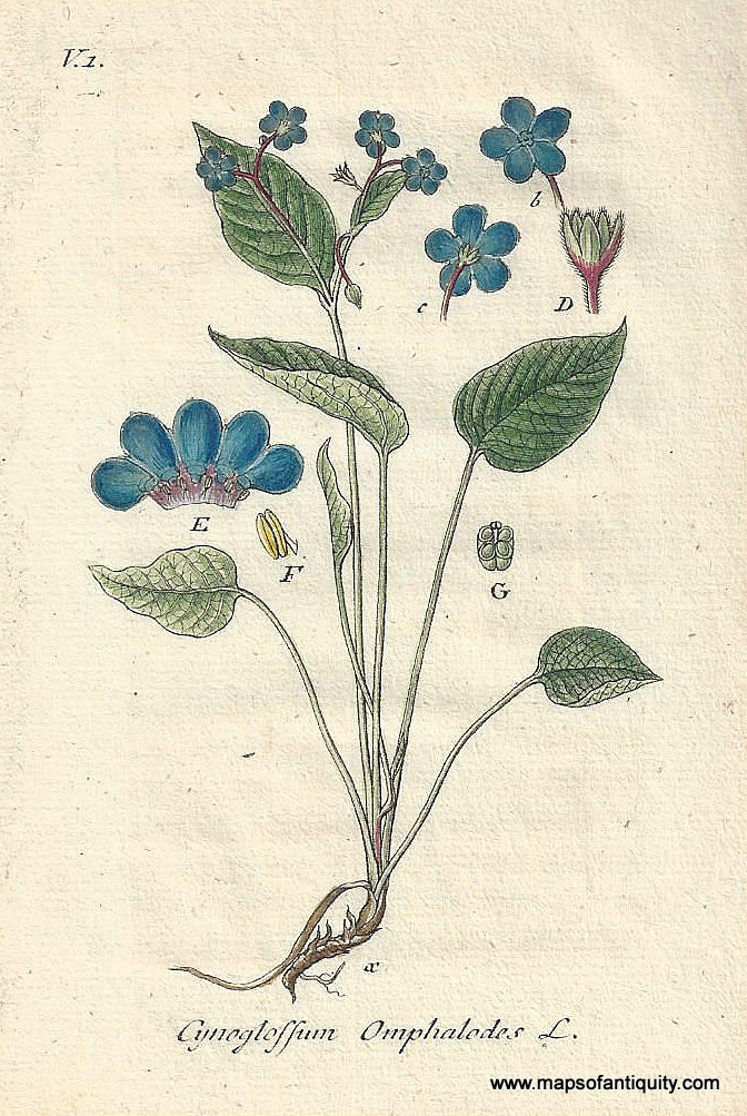Genuine-Antique-Botanical-Print-Cynoglossum-omphalodes-blue-eyed-Mary--1806-Jacob-Sturm-Maps-Of-Antiquity