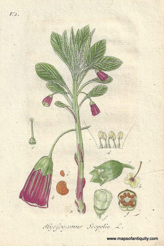 Genuine-Antique-Botanical-Print-Hyoscyamus-scopolia-Scopolia-carniolica-the-European-scopolia-or-henbane-bell---poisonous--1806-Jacob-Sturm-Maps-Of-Antiquity