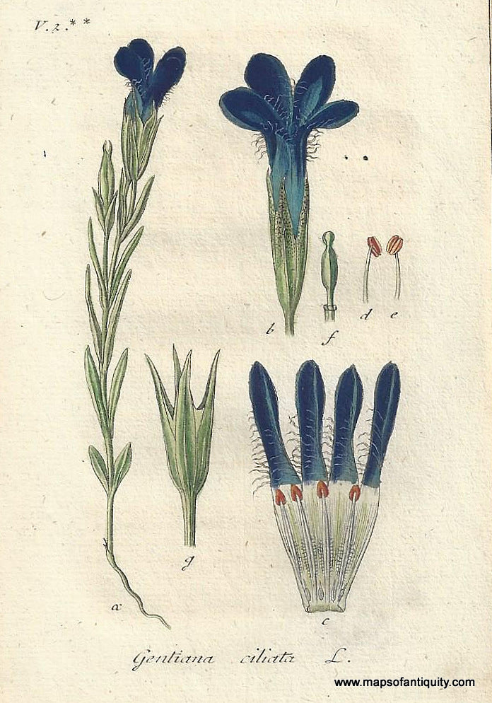 Genuine-Antique-Botanical-Print-Gentiana-ciliata-Fringed-gentian--1807-Jacob-Sturm-Maps-Of-Antiquity