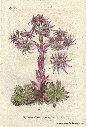 Genuine-Antique-Botanical-Print-Sempervivum-montanum-Mountain-Houseleek-a-succulent--1807-Jacob-Sturm-Maps-Of-Antiquity