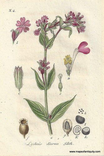 Genuine-Antique-Botanical-Print-Lychnis-diurna-Silene-dioica-or-Red-campion--1807-Jacob-Sturm-Maps-Of-Antiquity