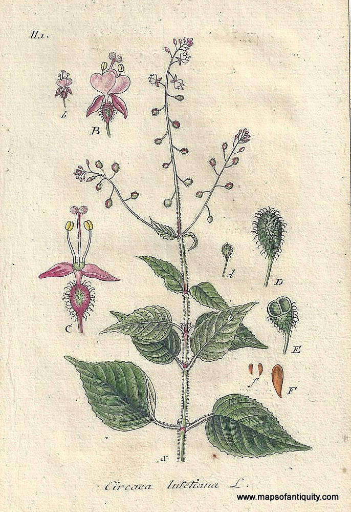 Genuine-Antique-Botanical-Print-Circaea-lutetiana--broad-leaved-enchanter's-nightshade--1807-Jacob-Sturm-Maps-Of-Antiquity