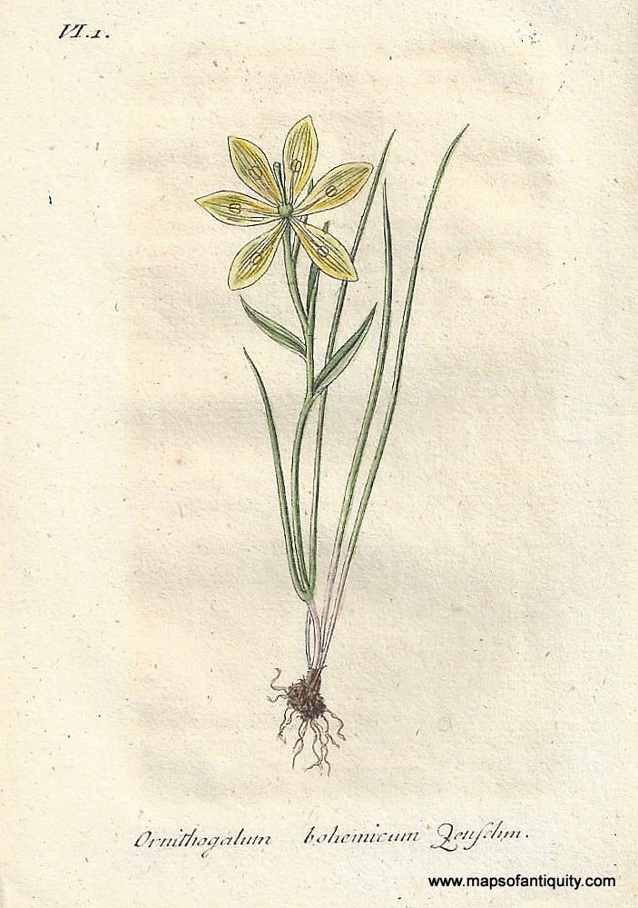 Genuine-Antique-Botanical-Print-Ornithogalum-bohemicum-Gagea-bohemica-or-early-star-of-Bethlehem-or-Radnor-lily--1807-Jacob-Sturm-Maps-Of-Antiquity