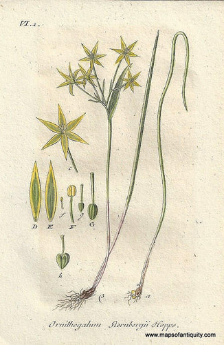 Genuine-Antique-Botanical-Print-Ornithogalum-sternbergii-Gagea-minima-or-least-gagea--1807-Jacob-Sturm-Maps-Of-Antiquity