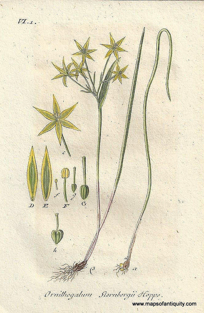 Genuine-Antique-Botanical-Print-Ornithogalum-sternbergii-Gagea-minima-or-least-gagea--1807-Jacob-Sturm-Maps-Of-Antiquity