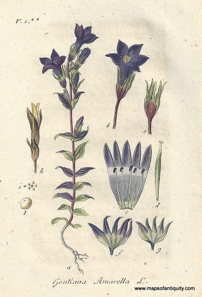 Genuine-Antique-Botanical-Print-Gentianella-amarella-autumn-gentian-autumn-dwarf-gentian-or-autumn-felwort--1807-Jacob-Sturm-Maps-Of-Antiquity