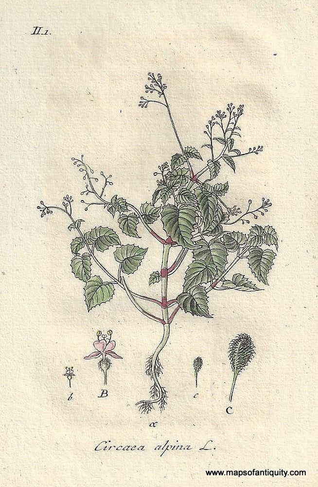 Genuine-Antique-Botanical-Print-Circaea-alpina-alpine-enchanter's-nightshade-or-small-enchanter's-nightshade--1807-Jacob-Sturm-Maps-Of-Antiquity