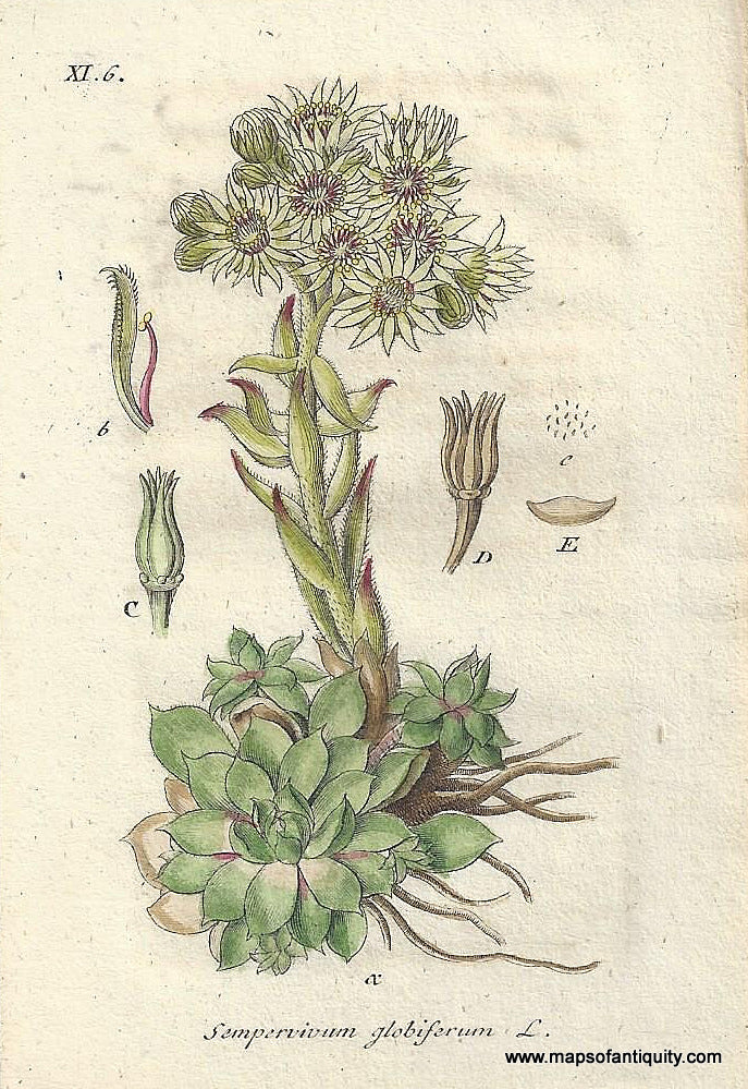 Genuine-Antique-Botanical-Print-Sempervivum-globiferum-Jovibarba-globifera-common-name-rolling-hen-and-chicks-a-succulent--1807-Jacob-Sturm-Maps-Of-Antiquity