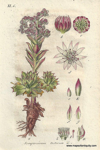 Genuine-Antique-Botanical-Print-Sempervivum-tectorum-common-houseleek-a-succulent--1807-Jacob-Sturm-Maps-Of-Antiquity