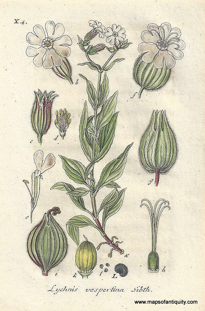 Genuine-Antique-Botanical-Print-Lychnis-Vespertina-White-Campion--1807-Jacob-Sturm-Maps-Of-Antiquity