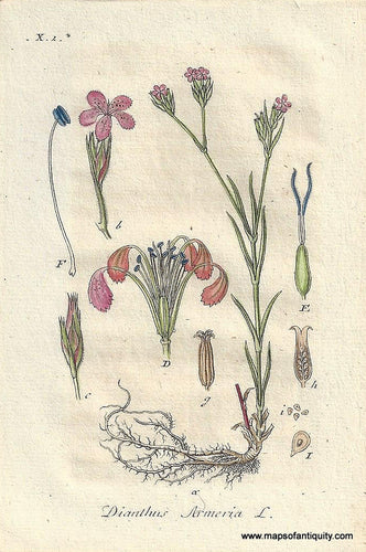 Genuine-Antique-Botanical-Print-Dianthus-armeria-Deptford-pink-or-grass-pink--1807-Jacob-Sturm-Maps-Of-Antiquity
