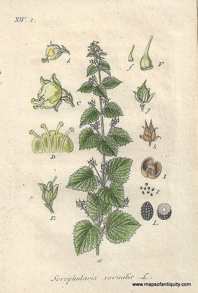 Genuine-Antique-Botanical-Print-Scrophularia-vernalis-Yellow-figwort--1807-Jacob-Sturm-Maps-Of-Antiquity