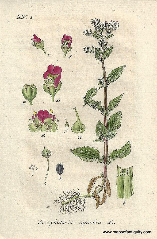 Genuine-Antique-Botanical-Print-Scrophularia-aquatica-Green-figwort--1807-Jacob-Sturm-Maps-Of-Antiquity
