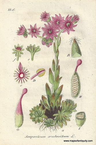 Genuine-Antique-Botanical-Print-Sempervivum-arachnoideum-cobweb-house-leek-a-succulent--1807-Jacob-Sturm-Maps-Of-Antiquity