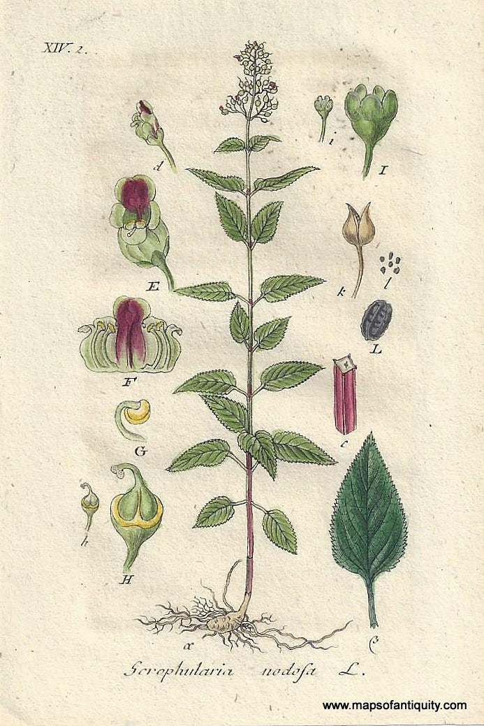 Genuine-Antique-Botanical-Print-Scrophularia-nodosa-Woodland-figwort--1807-Jacob-Sturm-Maps-Of-Antiquity