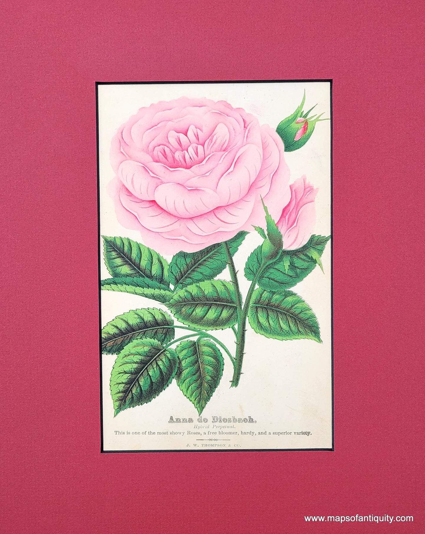 Genuine-Antique-Print-Rose-Anna-de-Diesbach-1880-J-W--Thompson---Co--Maps-Of-Antiquity