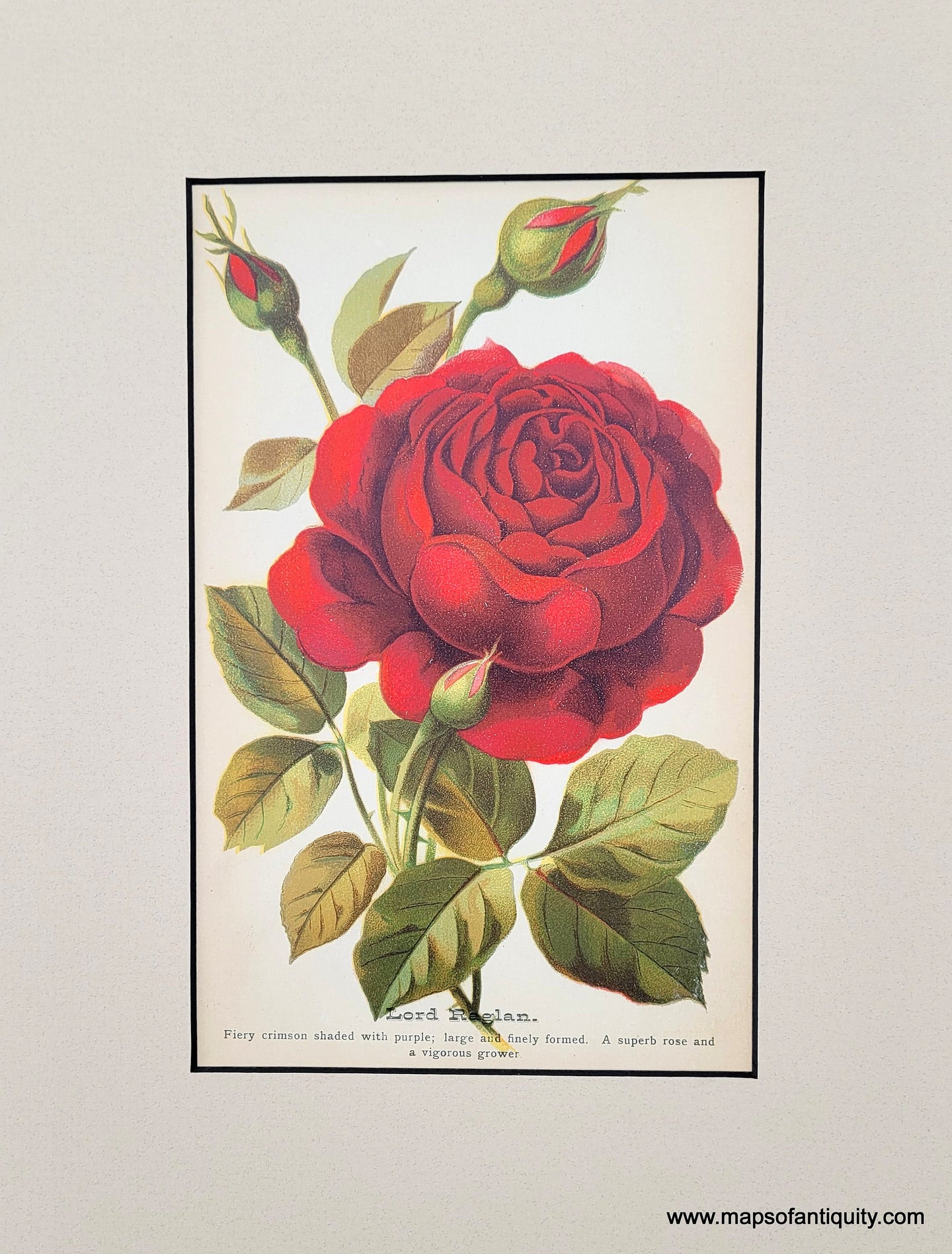 Genuine-Antique-Print-Rose-Lord-Raglan-1880-J-W--Thompson---Co--Maps-Of-Antiquity