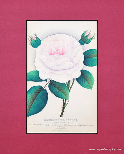 Genuine-Antique-Print-Rose-Caroline-de-Sansal-1880-J-W--Thompson---Co--Maps-Of-Antiquity