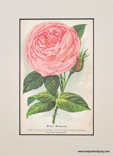 Genuine-Antique-Print-Rose-Paul-Neyron-1880-J-W--Thompson---Co--Maps-Of-Antiquity