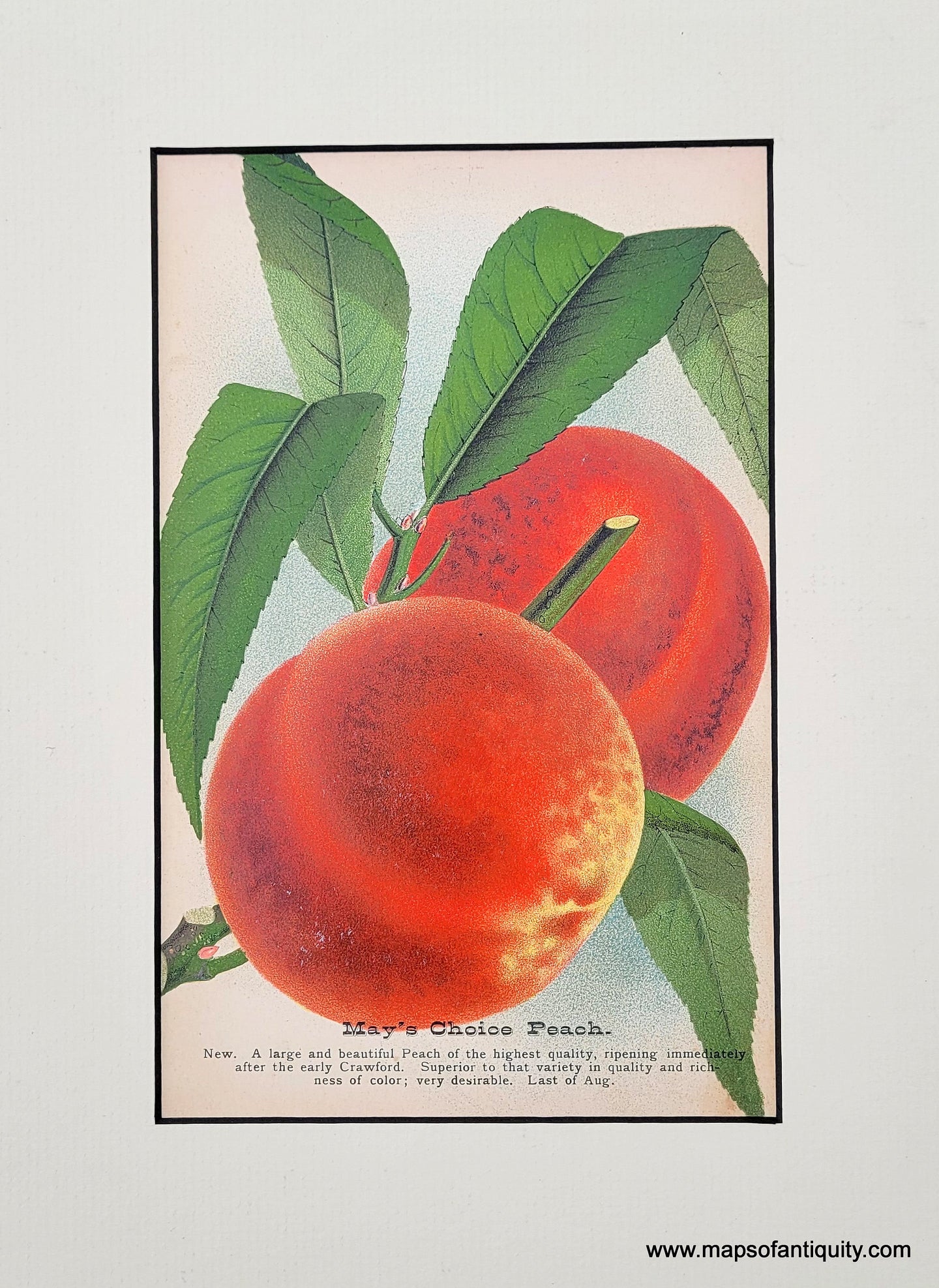 Genuine-Antique-Print-Mays-Choice-Peach-1880-J-W--Thompson---Co--Maps-Of-Antiquity