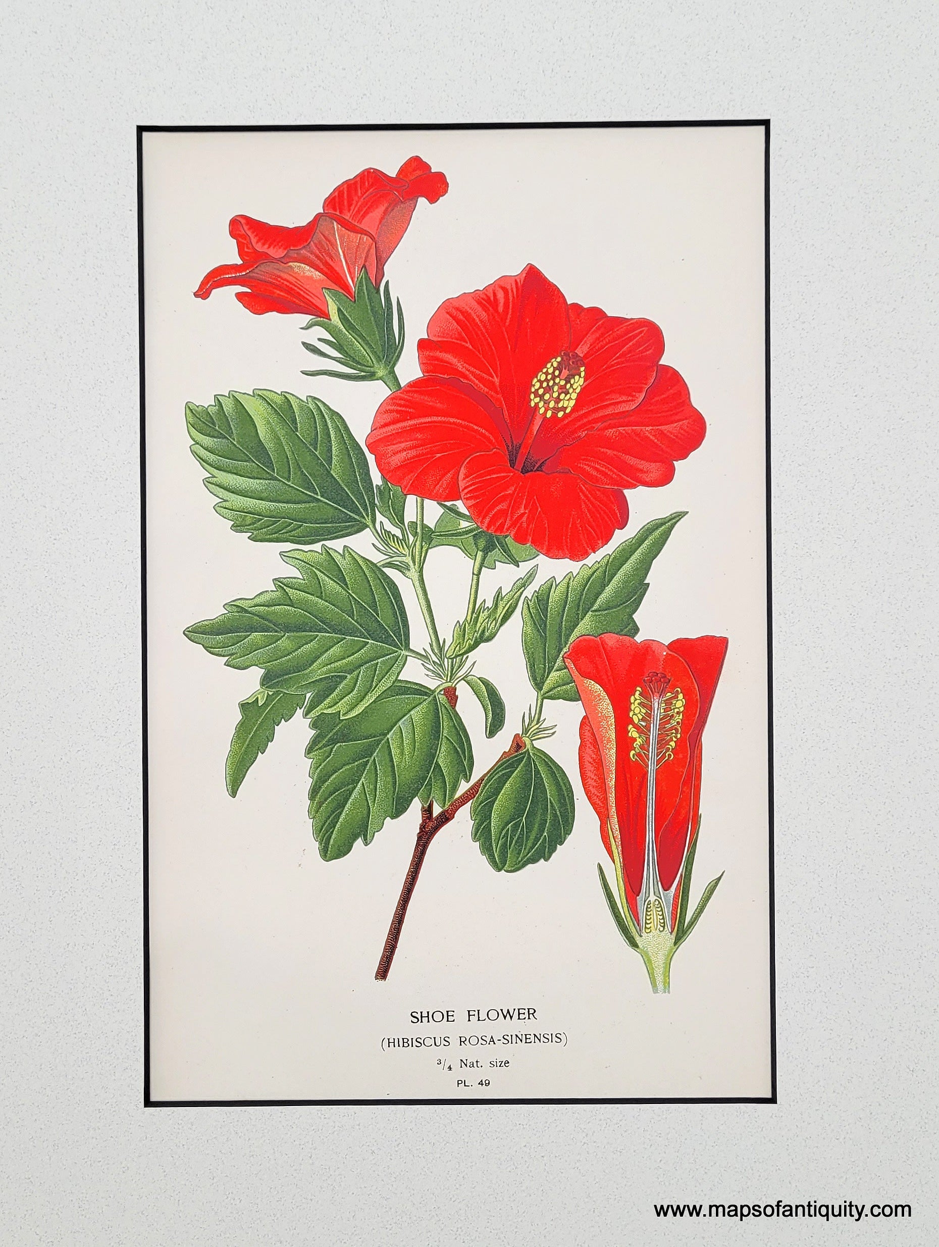 1896 Antique Map Hibiscus Shoe Flower (Hibiscus Rosa-Sinensis) – Maps ...