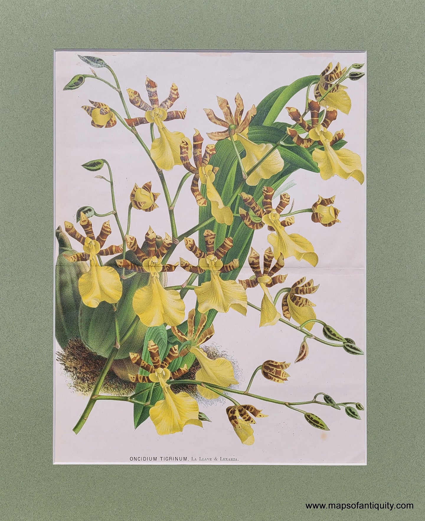 Genuine-Antique-Print-Orchid-The-Tiger-Striped-Oncidium-Oncidium-Tigrinum-1870-Ambroise-Verschaffelt-LIllustration-Horticole-Maps-Of-Antiquity