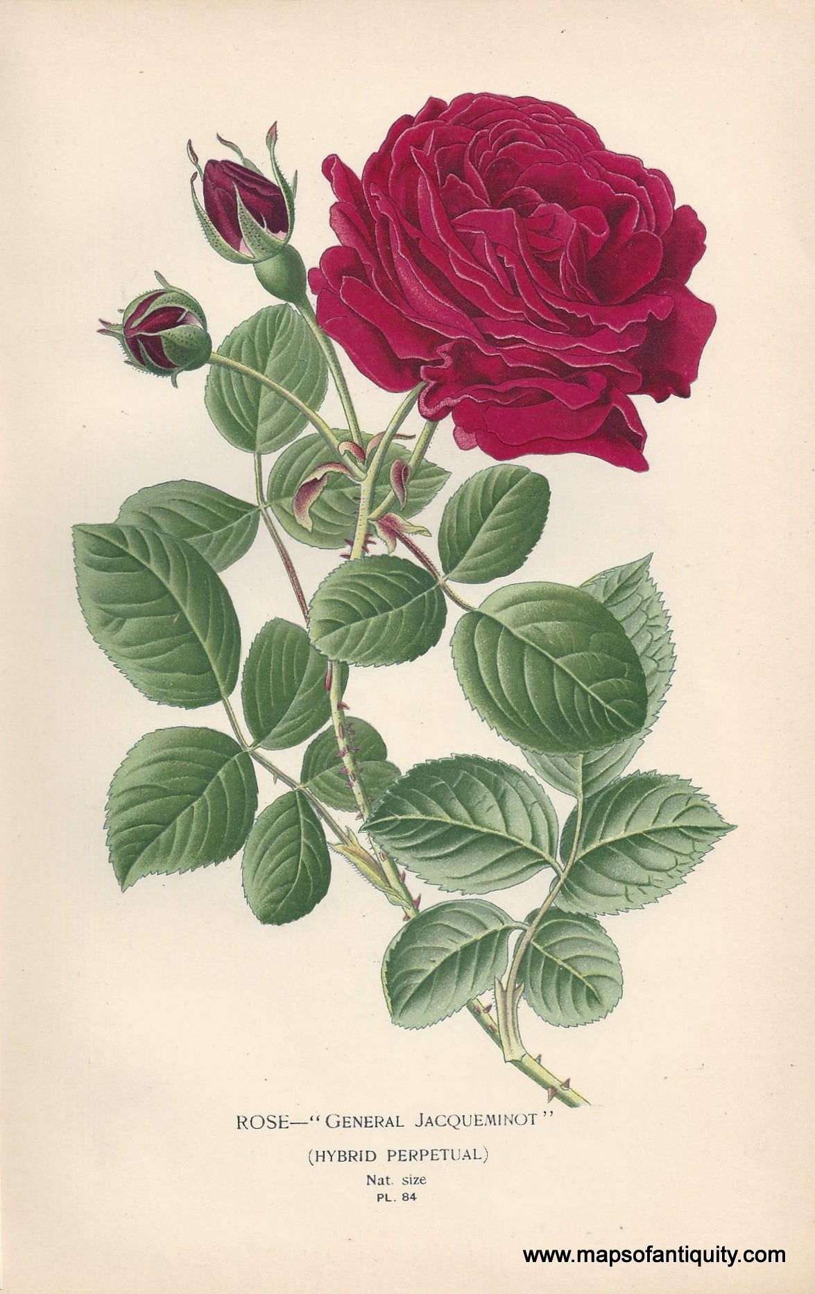 Genuine-Antique-Print-Rose----General-Jacqueminot--Hybrid-Perpetual--1896--Maps-Of-Antiquity