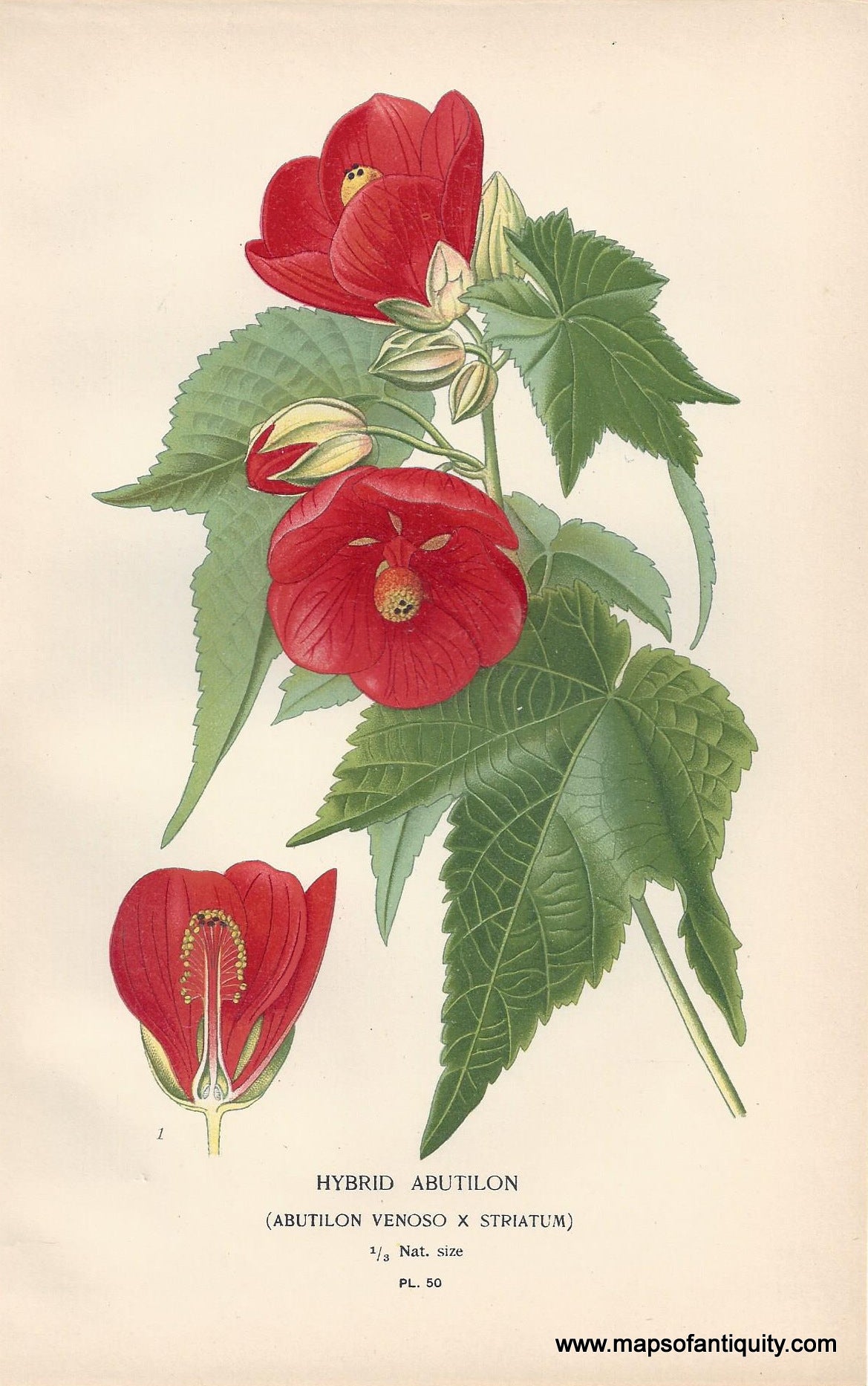 Genuine-Antique-Print-Hybrid-Abutilon-Abutilon-Venoso-x-Striatum---Flowering-Maple-1896--Maps-Of-Antiquity