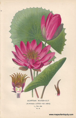 Genuine-Antique-Print-Egyptian-Water-Lily-Nymphaea-Lotus---var-rubra--1896--Maps-Of-Antiquity