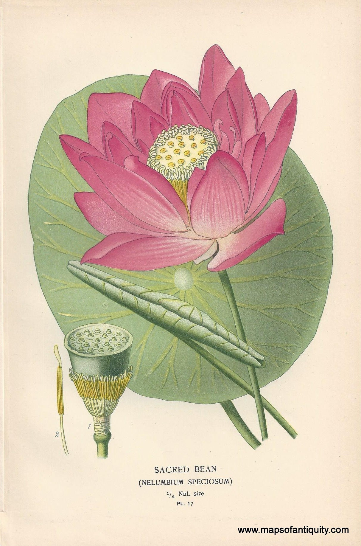 Genuine-Antique-Print-Sacred-Bean-Nelumbium-Speciosum-Water-Lily-1896--Maps-Of-Antiquity