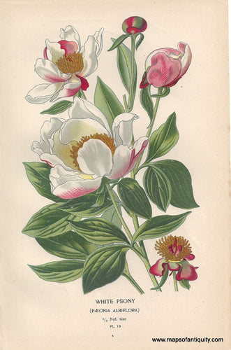 Genuine-Antique-Print-White-Peony-Paeonia-Albiflora--1896--Maps-Of-Antiquity