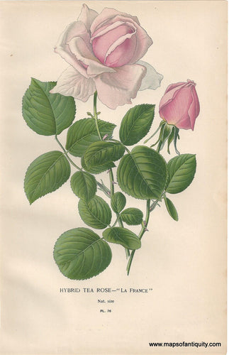 Genuine-Antique-Print-Hybrid-Tea-Rose----La-France--1896--Maps-Of-Antiquity