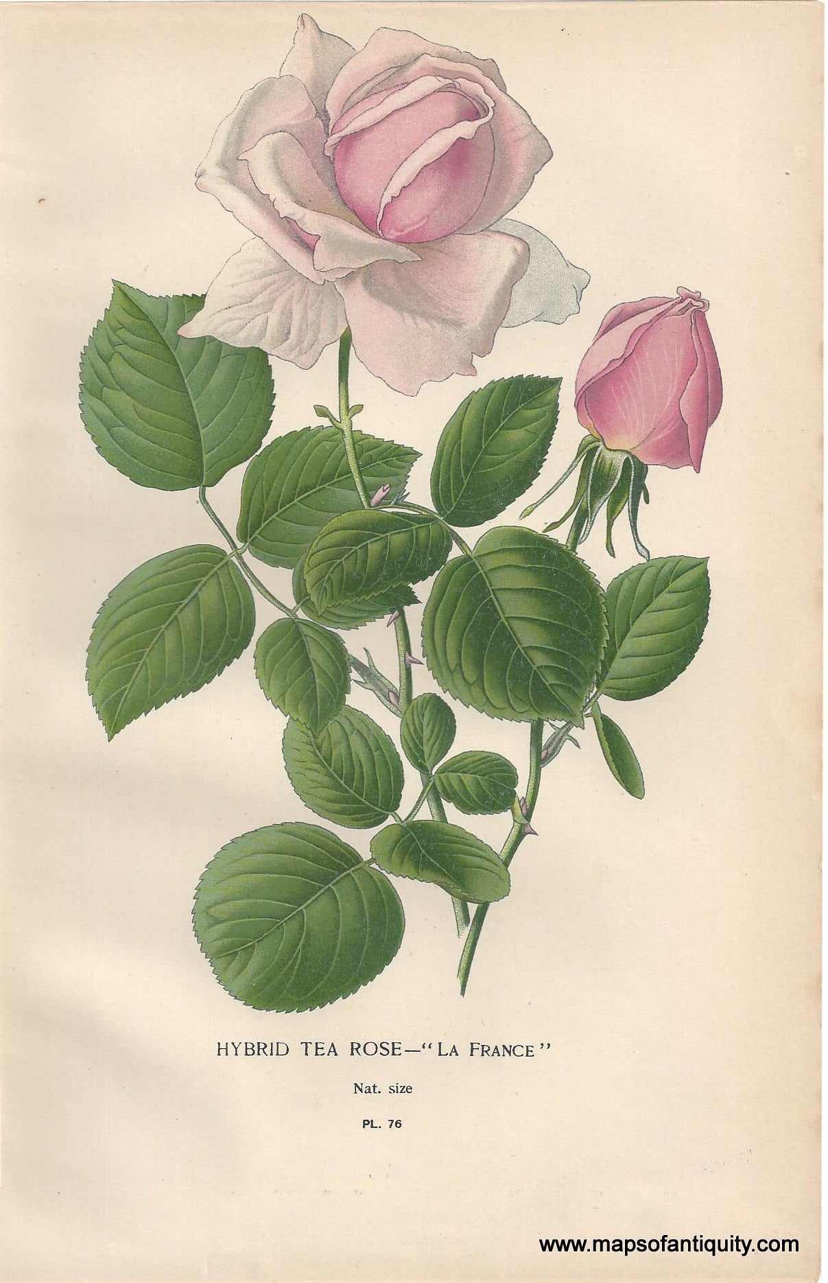 Genuine-Antique-Print-Hybrid-Tea-Rose----La-France--1896--Maps-Of-Antiquity