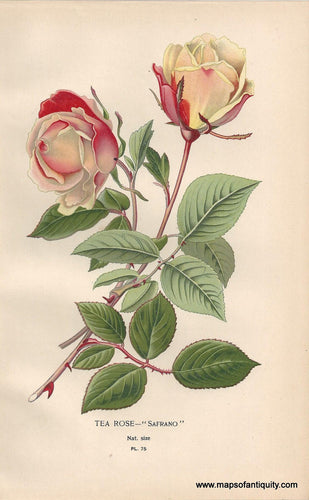 Genuine-Antique-Print-Tea-Rose----Safrano--1896--Maps-Of-Antiquity