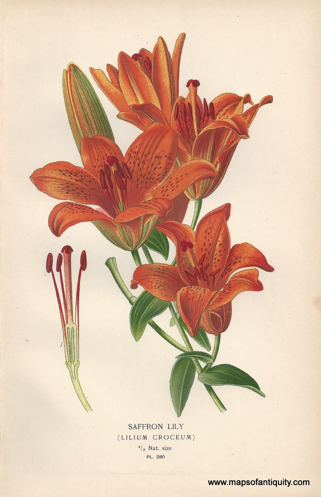 Genuine-Antique-Print-Saffron-Lily-Lilium-Croceum--1896--Maps-Of-Antiquity
