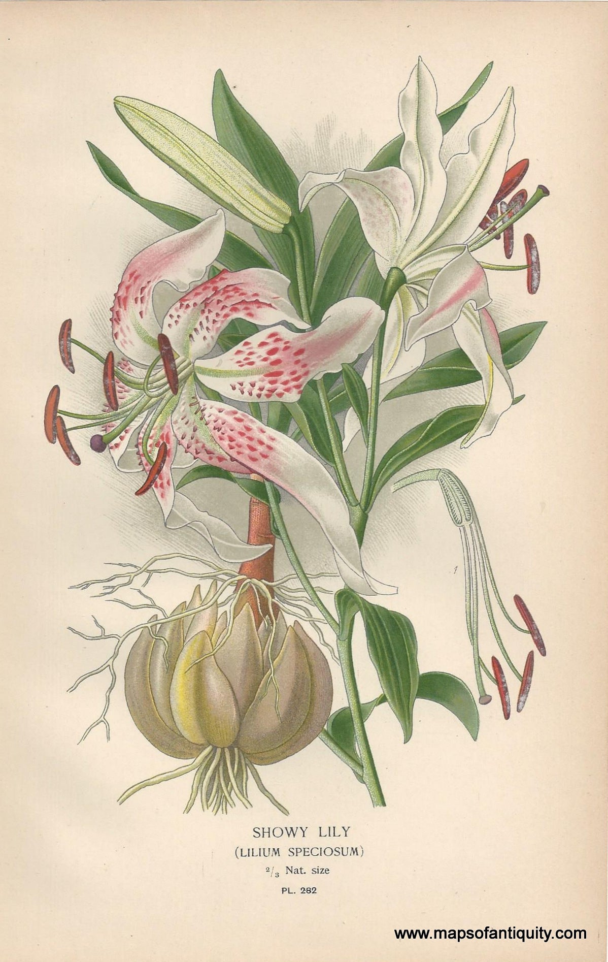 Genuine-Antique-Print-Showy-Lily-Lilium-Speciosum--1896--Maps-Of-Antiquity