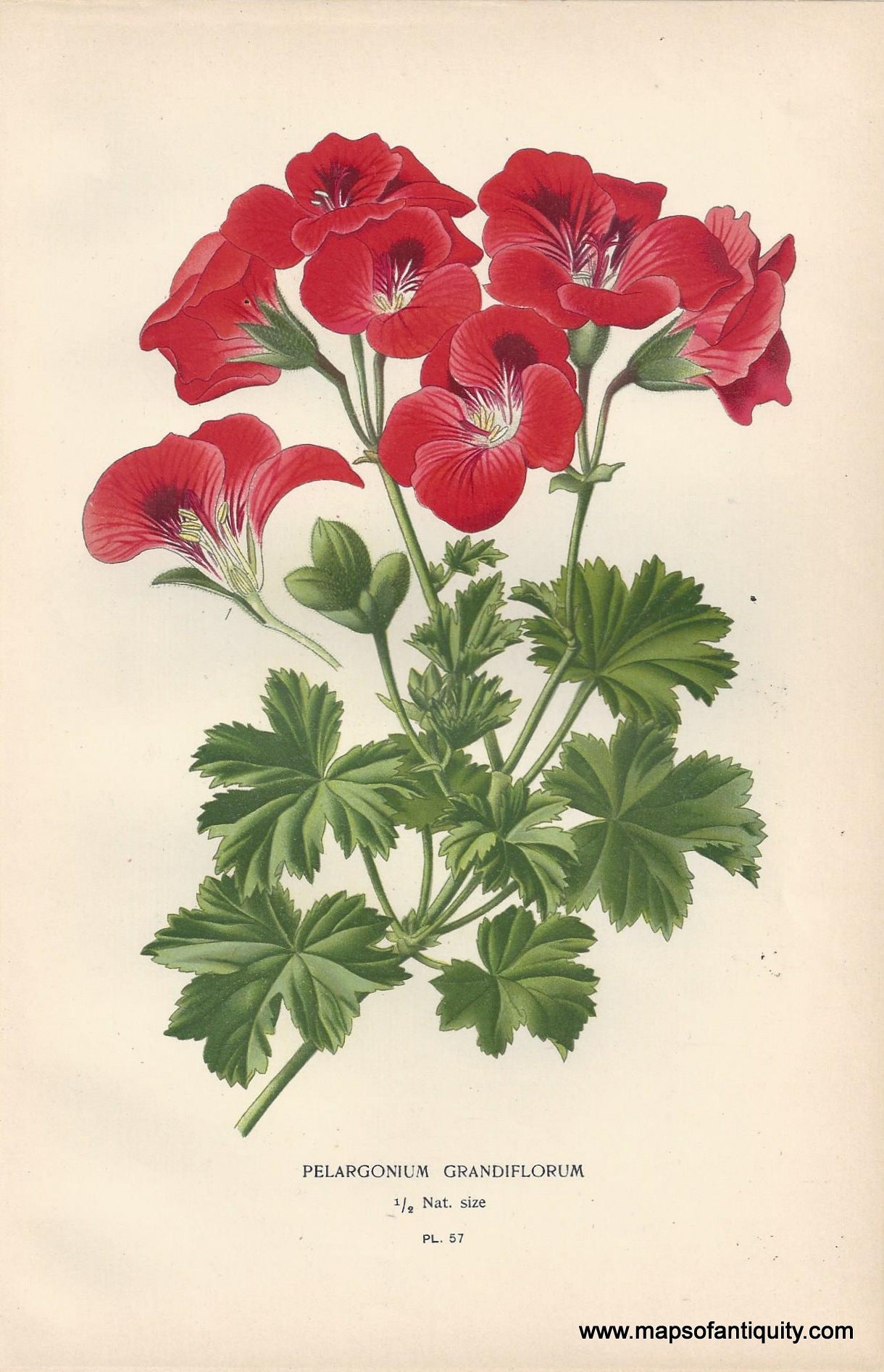 Genuine-Antique-Print-Pelargonium-Grandiflorum-1896--Maps-Of-Antiquity