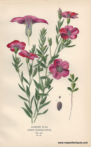 Genuine-Antique-Print-Garden-Flax-Linum-Grandiflorum--1896--Maps-Of-Antiquity