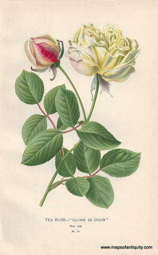 Genuine-Antique-Print-Tea-Rose----Gloire-de-Dijon--1896--Maps-Of-Antiquity