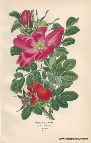 Genuine-Antique-Print-Wrinkled-Rose-Rosa-Rugosa--1896--Maps-Of-Antiquity