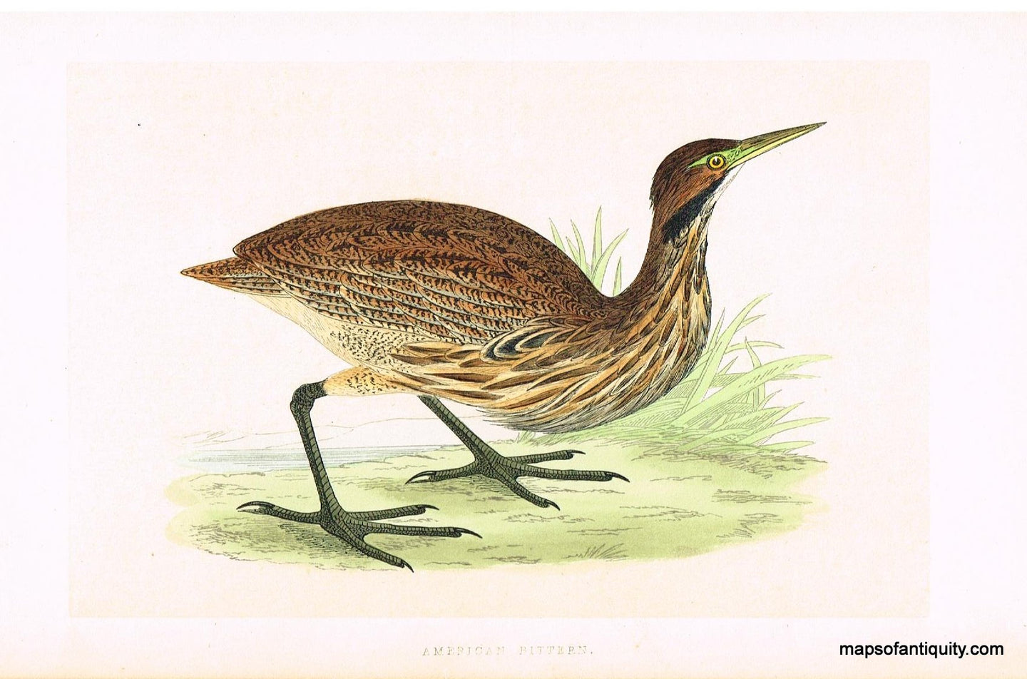 Antique-Hand-Colored-Engraved-Illustration-American-Bittern-Morris-bird-Natural-History-Birds-1851-Morris-Maps-Of-Antiquity