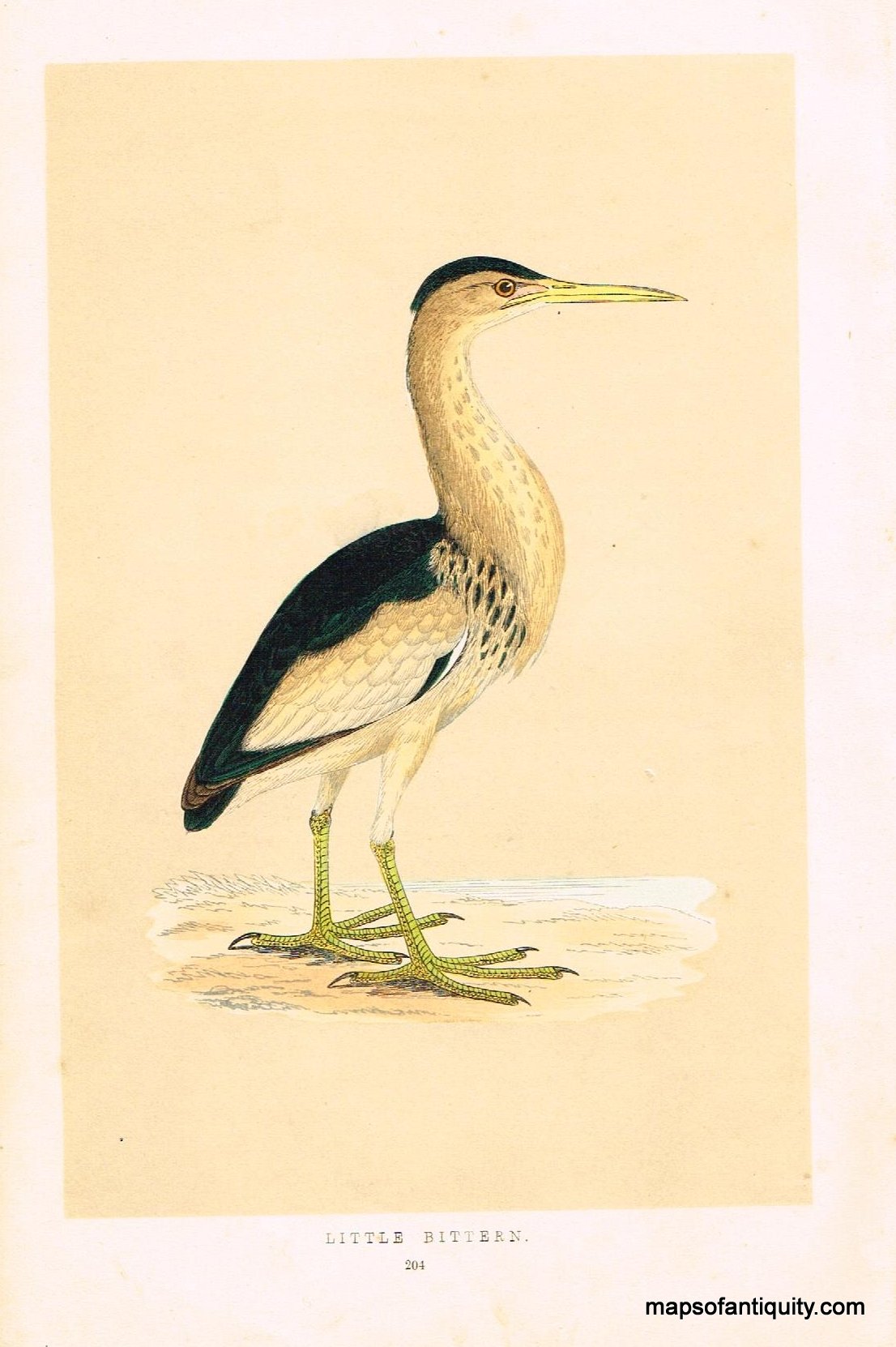 Antique-Hand-Colored-Engraved-Illustration-Little-Bittern-Morris-bird-Natural-History-Birds-1851-Morris-Maps-Of-Antiquity