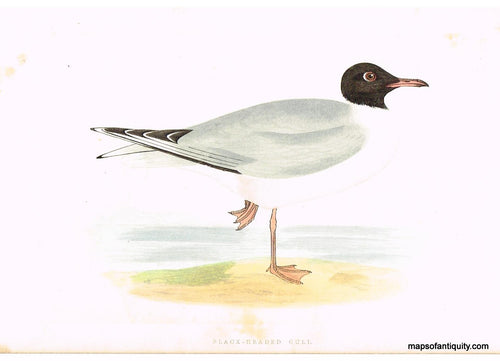Antique-Hand-Colored-Engraved-Illustration-Black-Headed-Gull-Morris-bird-Natural-History-Birds-1851-Morris-Maps-Of-Antiquity