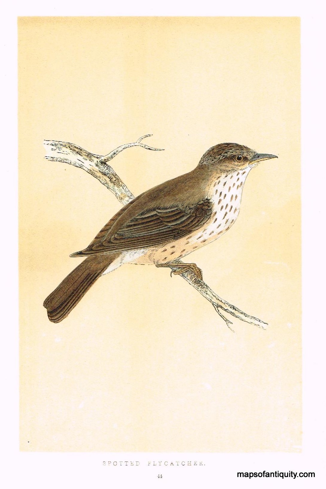 Antique-Hand-Colored-Engraved-Illustration-Spotted-Flycatcher-Natural-History-Birds-1851-Morris-Maps-Of-Antiquity