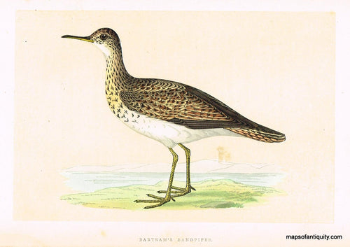Antique-Hand-Colored-Engraved-Illustration-Bartram's-Sandpiper-Morris-bird-Natural-History-Birds-1851-Morris-Maps-Of-Antiquity
