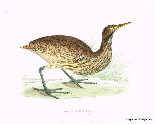 Antique-Hand-Colored-Engraved-Illustration-American-Bittern-Morris-bird-Natural-History-Birds-1851-Morris-Maps-Of-Antiquity